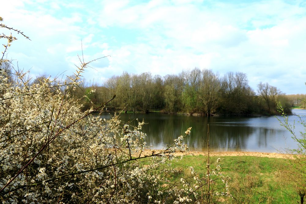 Schwarzdornblüten an der Norddeutschen Seeenplatte!