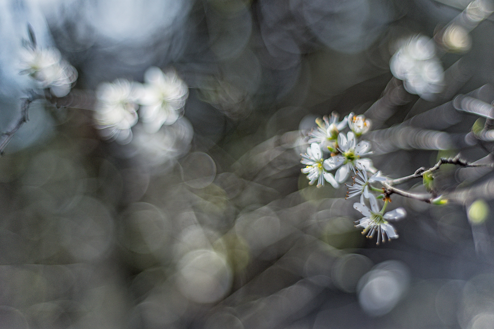 Schwarzdornblüten