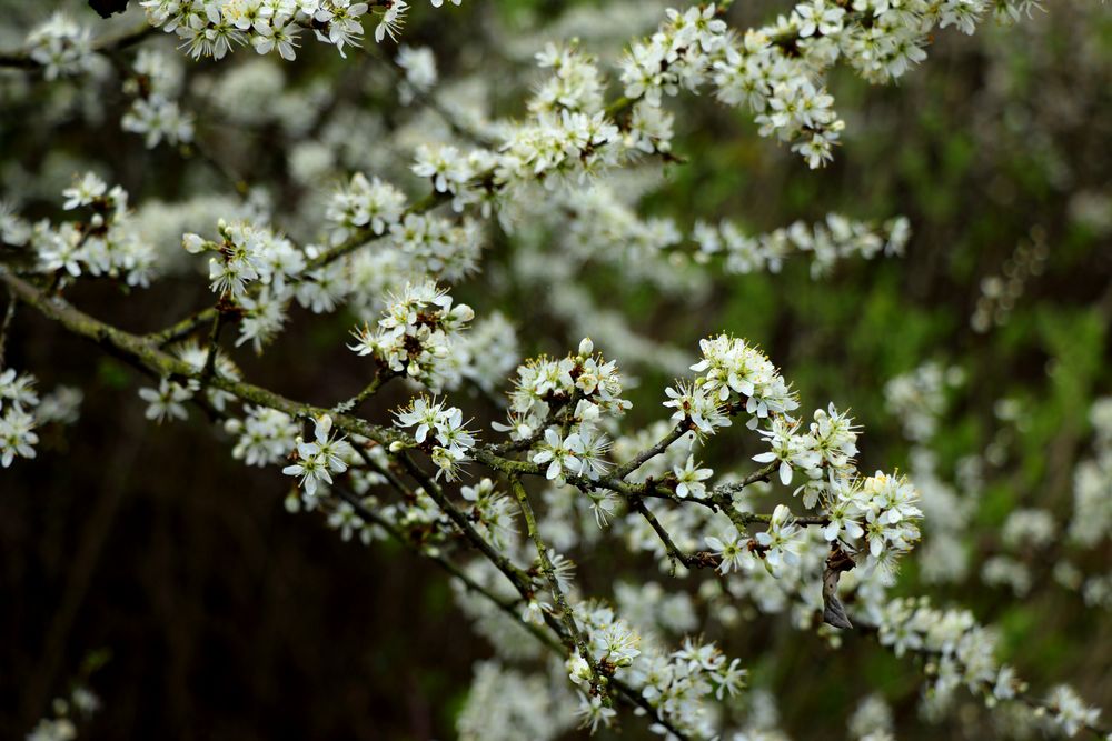 Schwarzdornblüten!