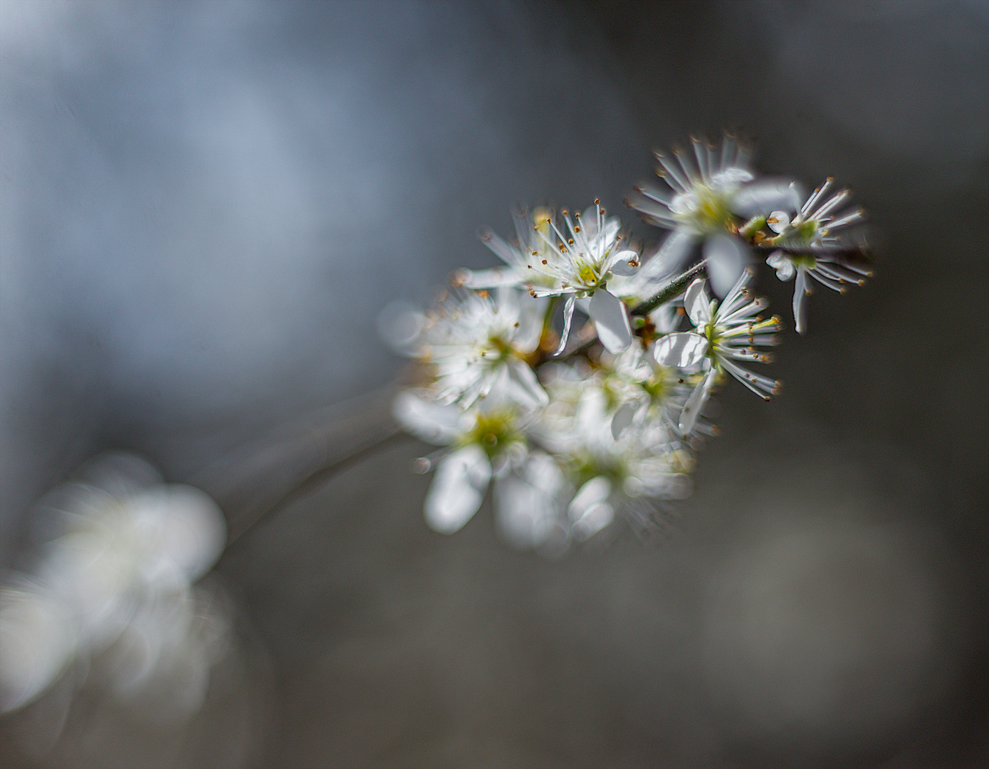 Schwarzdornblüten II