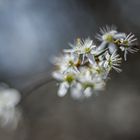 Schwarzdornblüten II