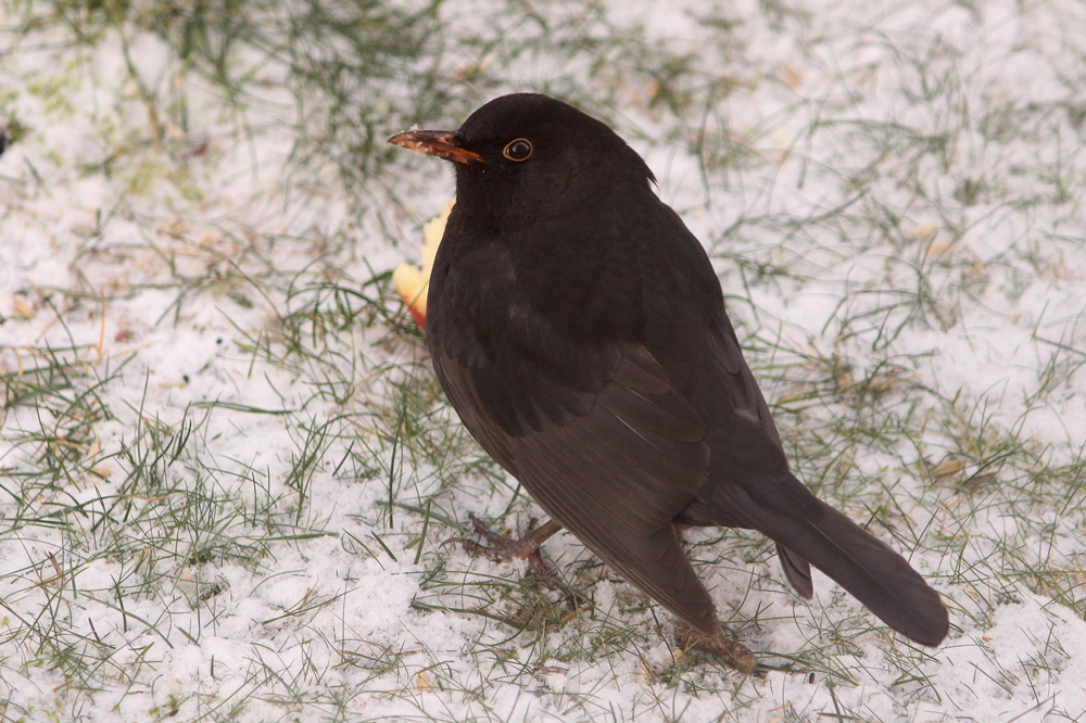 Schwarzdrossel (Amsel)