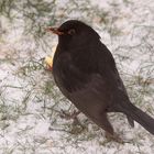 Schwarzdrossel (Amsel)