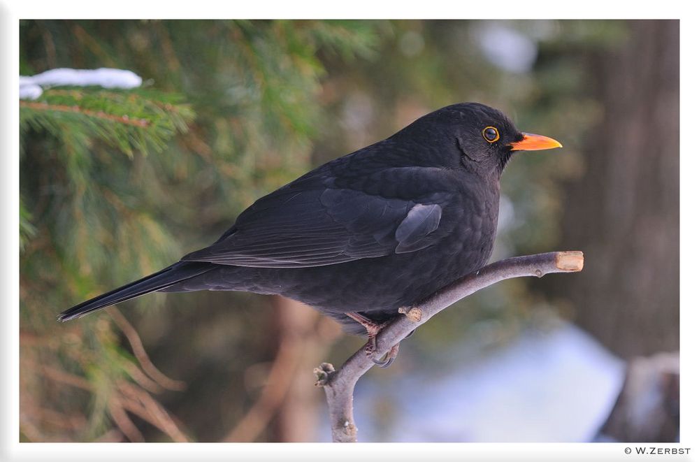 - Schwarzdrossel oder Amsel männl. - ( Turdus merula )