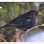 - Schwarzdrossel oder Amsel männl. - ( Turdus merula )