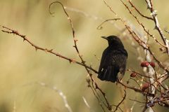 Schwarzdrossel  (Turdus merula)