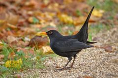 Schwarzdrossel (Turdus merula) - Männchen