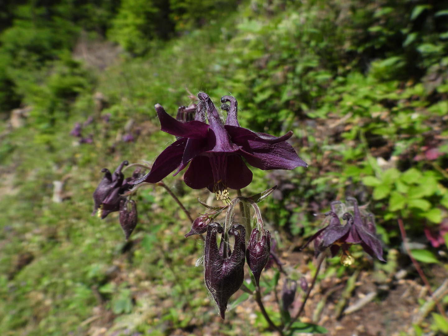 Schwarze Akelei