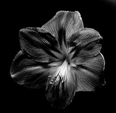 "schwarze Amaryllis"