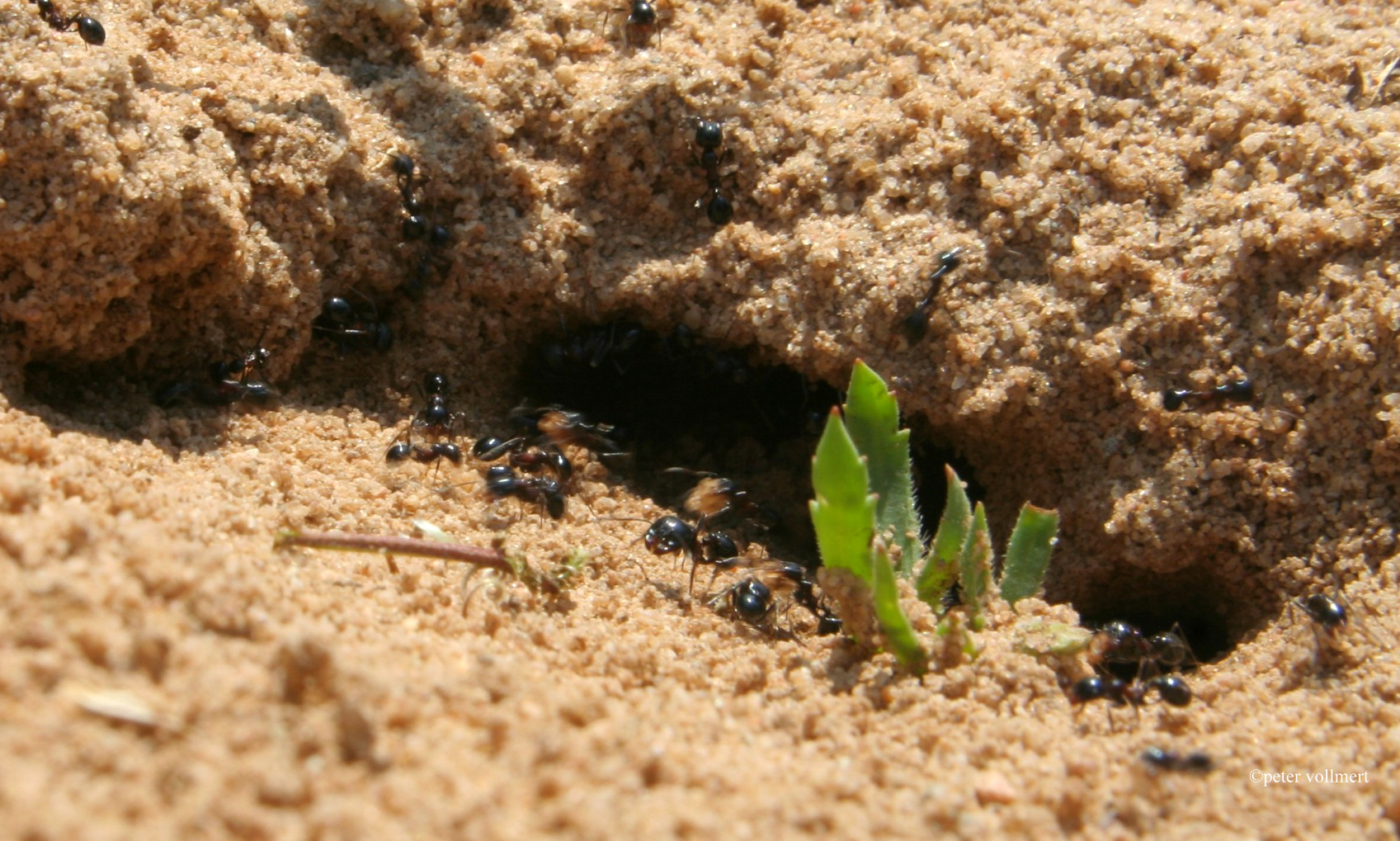 schwarze Ameise an der Cota Donana