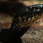Schwarze Anaconda