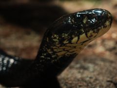 Schwarze Anaconda