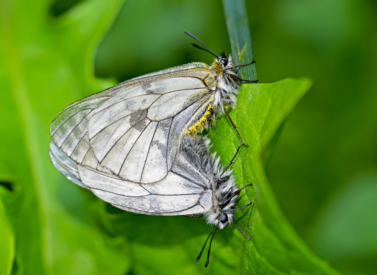 Schwarze Apollos (Parnassius mnemosyne) auf Wolke sieben! - Un couple de Semi-Apollon!