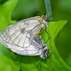 Schwarze Apollos (Parnassius mnemosyne) auf Wolke sieben! - Un couple de Semi-Apollon!