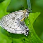 Schwarze Apollos (Parnassius mnemosyne) auf Wolke sieben! - Un couple de Semi-Apollon!