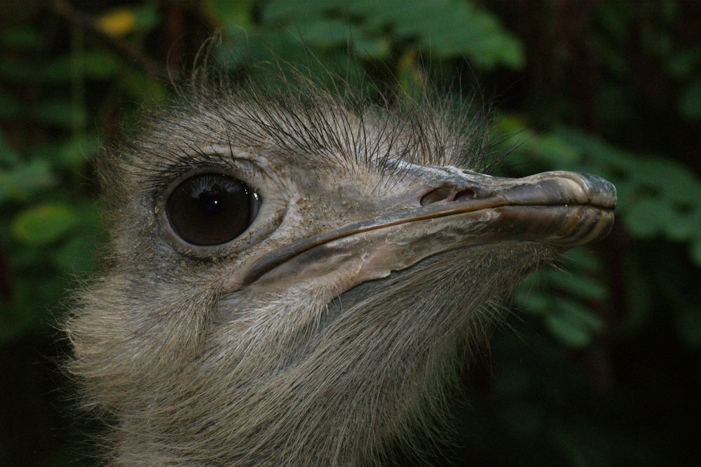 Schwarze Augen