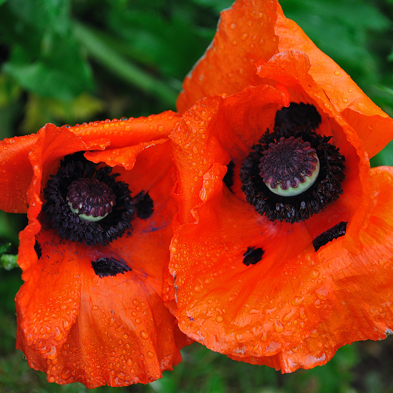 Schwarze Augen