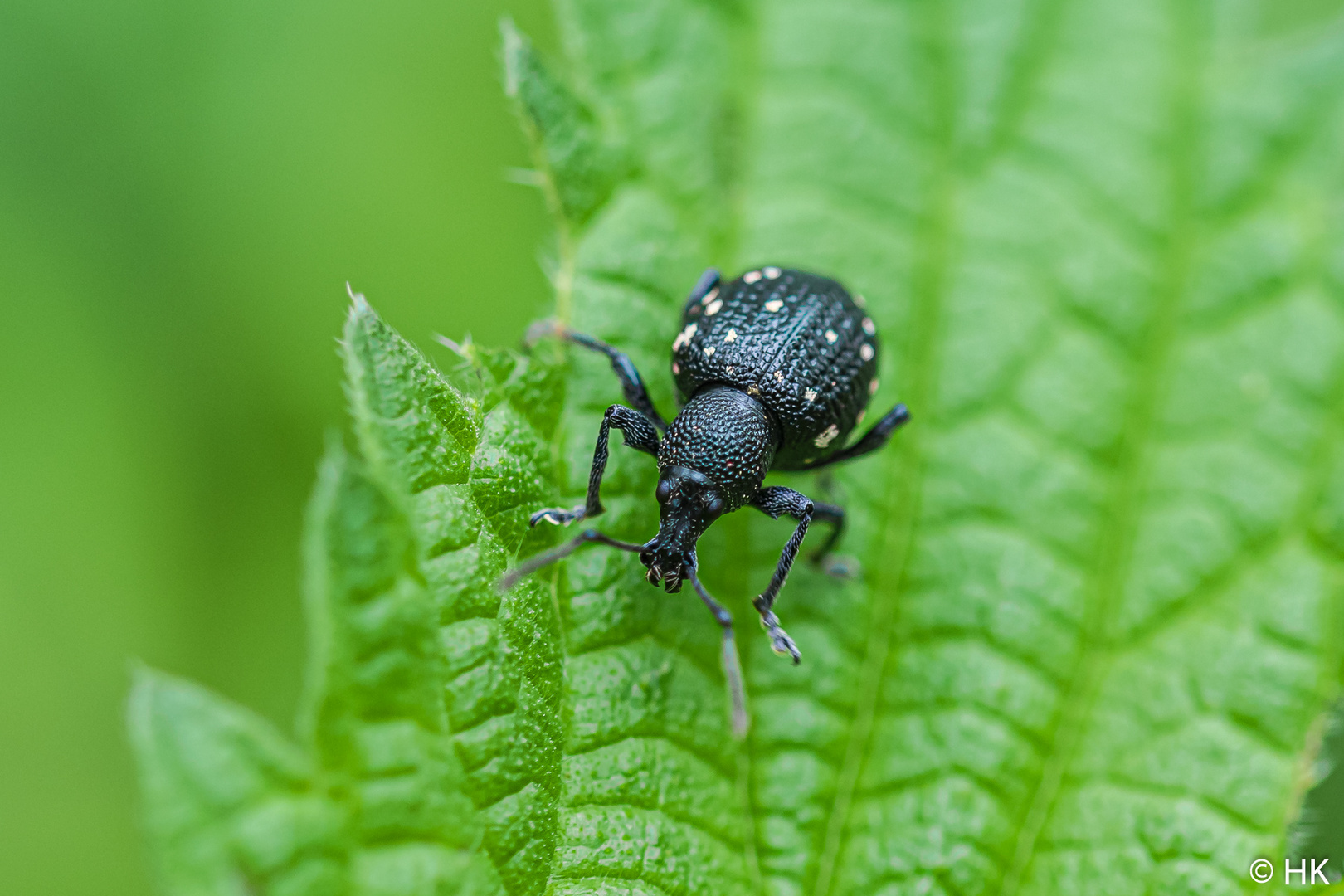 Schwarze Augen und von Trauer