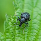 Schwarze Augen und von Trauer