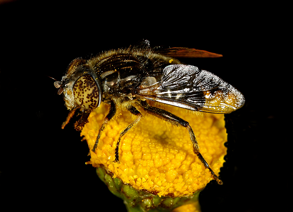 Schwarze Augenfleck Schwebefliege