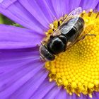 Schwarze Augenfleck-Schwebfliege