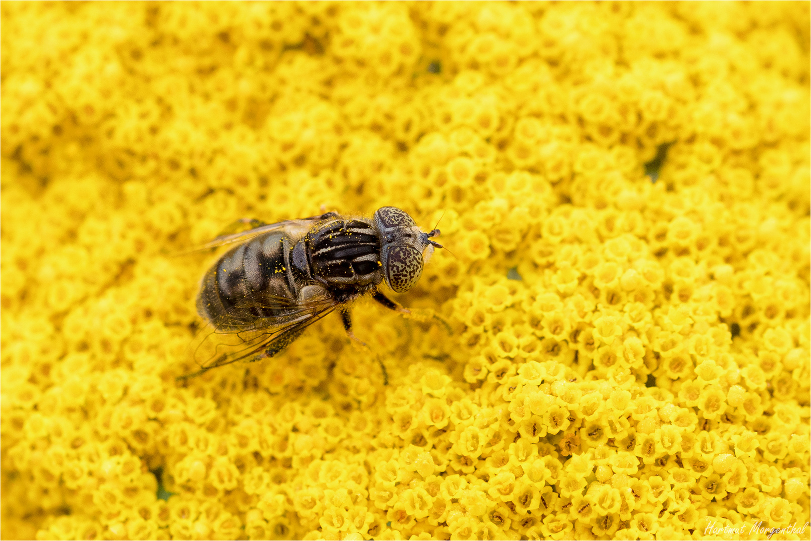 Schwarze Augenfleck-Schwebfliege