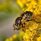 Schwarze Augenfleck-Schwebfliege