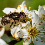 Schwarze Augenfleck-Schwebfliege