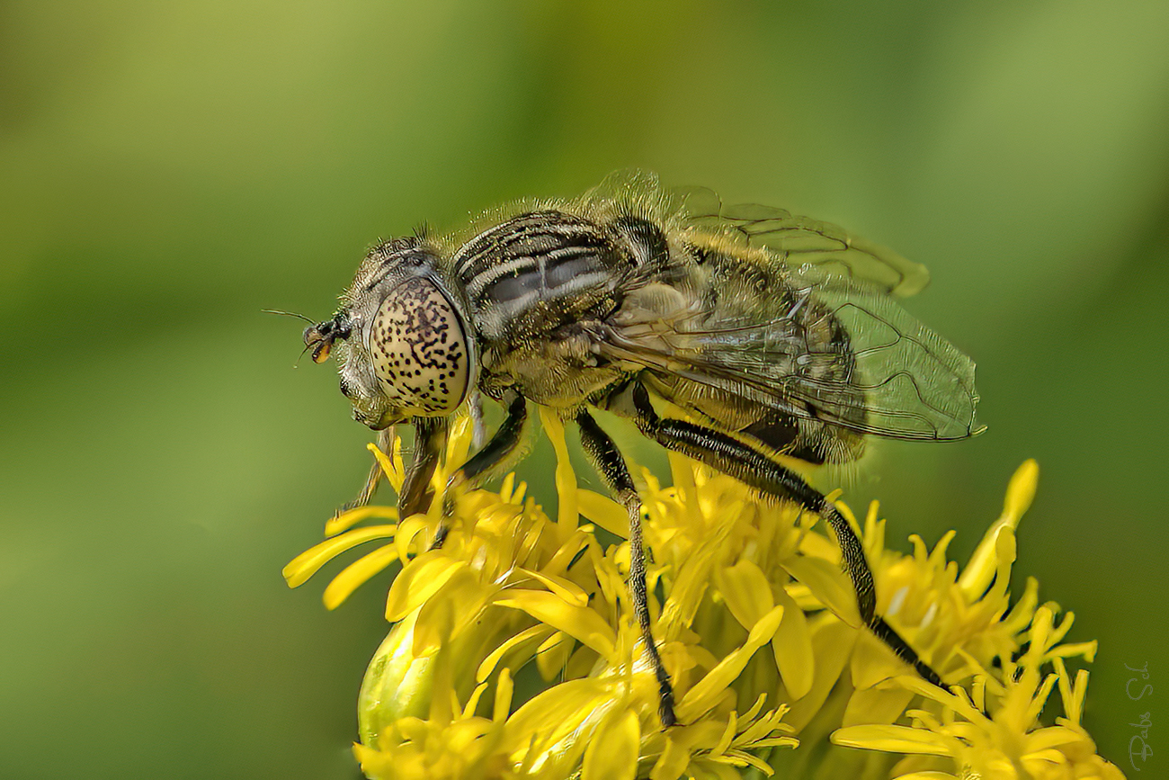 Schwarze Augenfleck-Schwebfliege