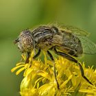 Schwarze Augenfleck-Schwebfliege