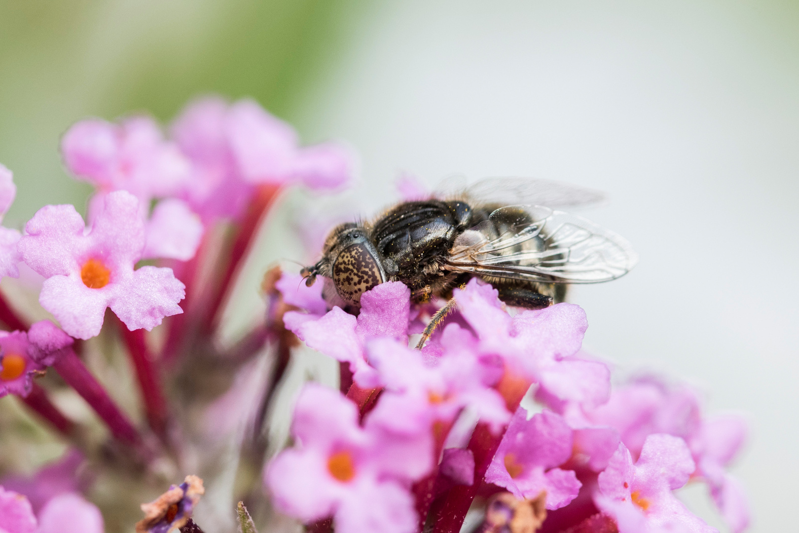 Schwarze Augenfleck-Schwebfliege - Makro 1