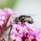 Schwarze Augenfleck-Schwebfliege - Makro 1