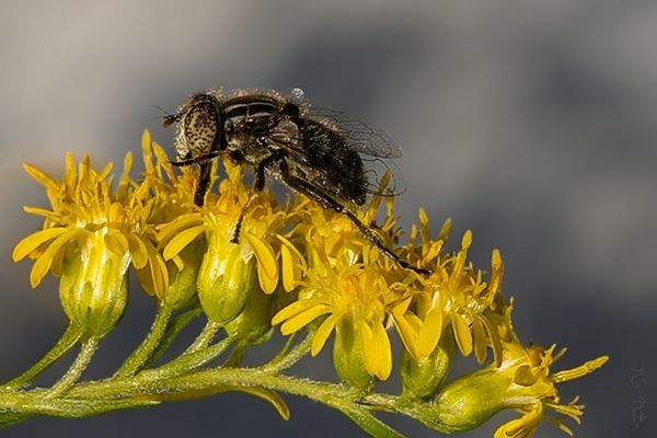Schwarze Augenfleckschwebfliege