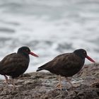 Schwarze Austernfischer bei Puerto Deseado