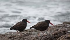 Schwarze Austernfischer bei Puerto Deseado