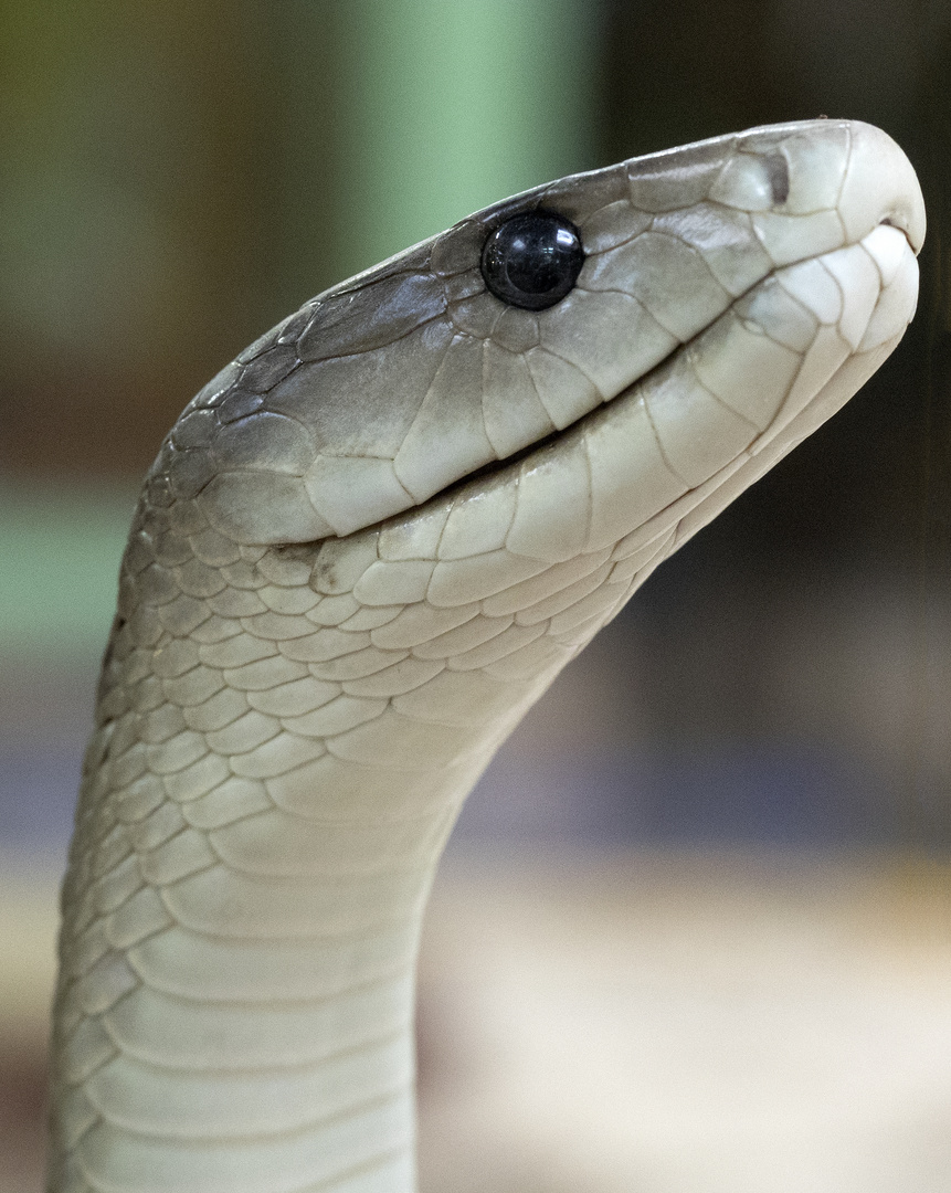 Schwarze Foto Bild Tiere Zoo Wildpark Falknerei Amphibien Reptilien Bilder Auf Fotocommunity