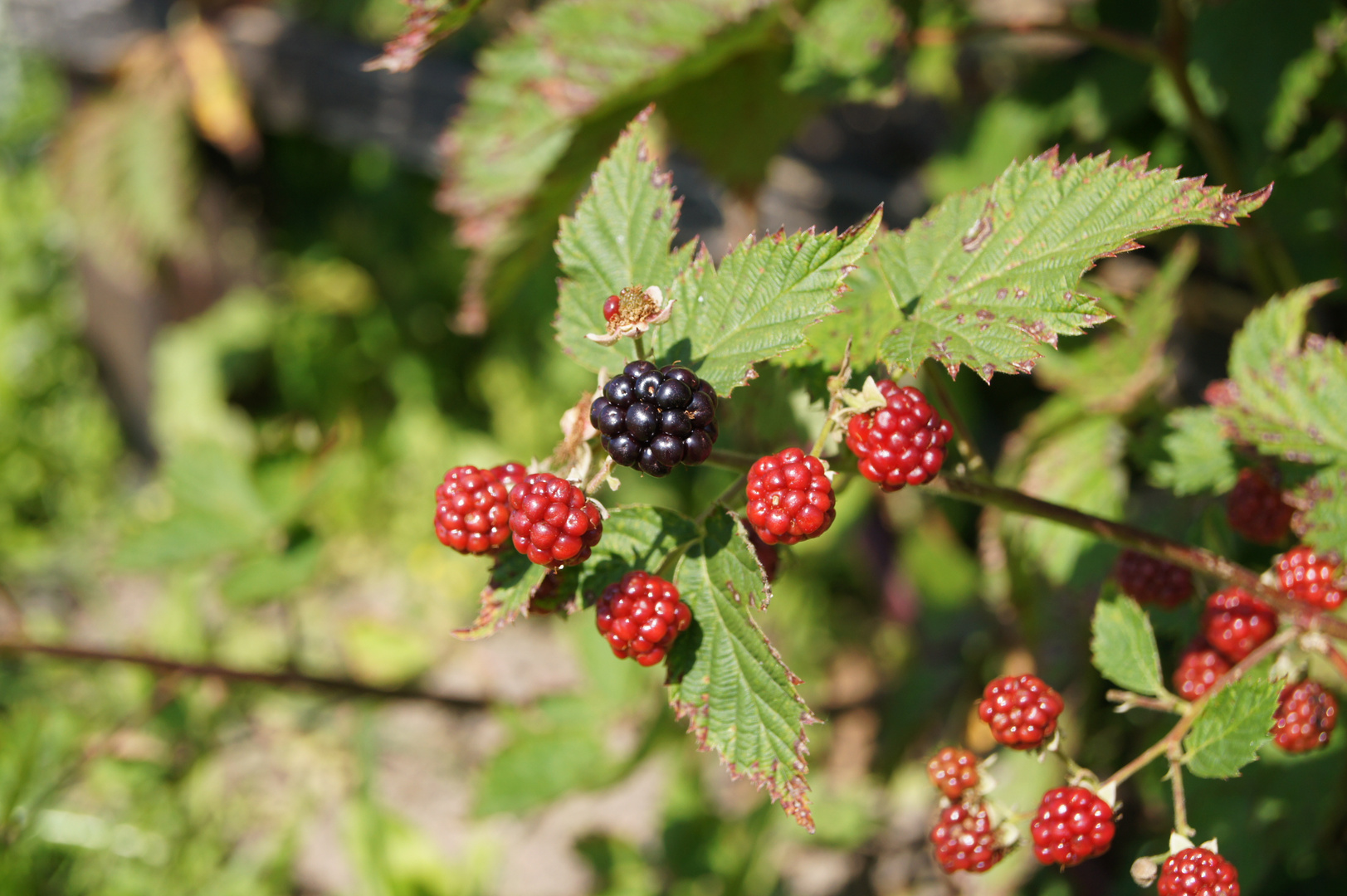 Schwarze Beere umringt von Roten