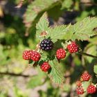 Schwarze Beere umringt von Roten