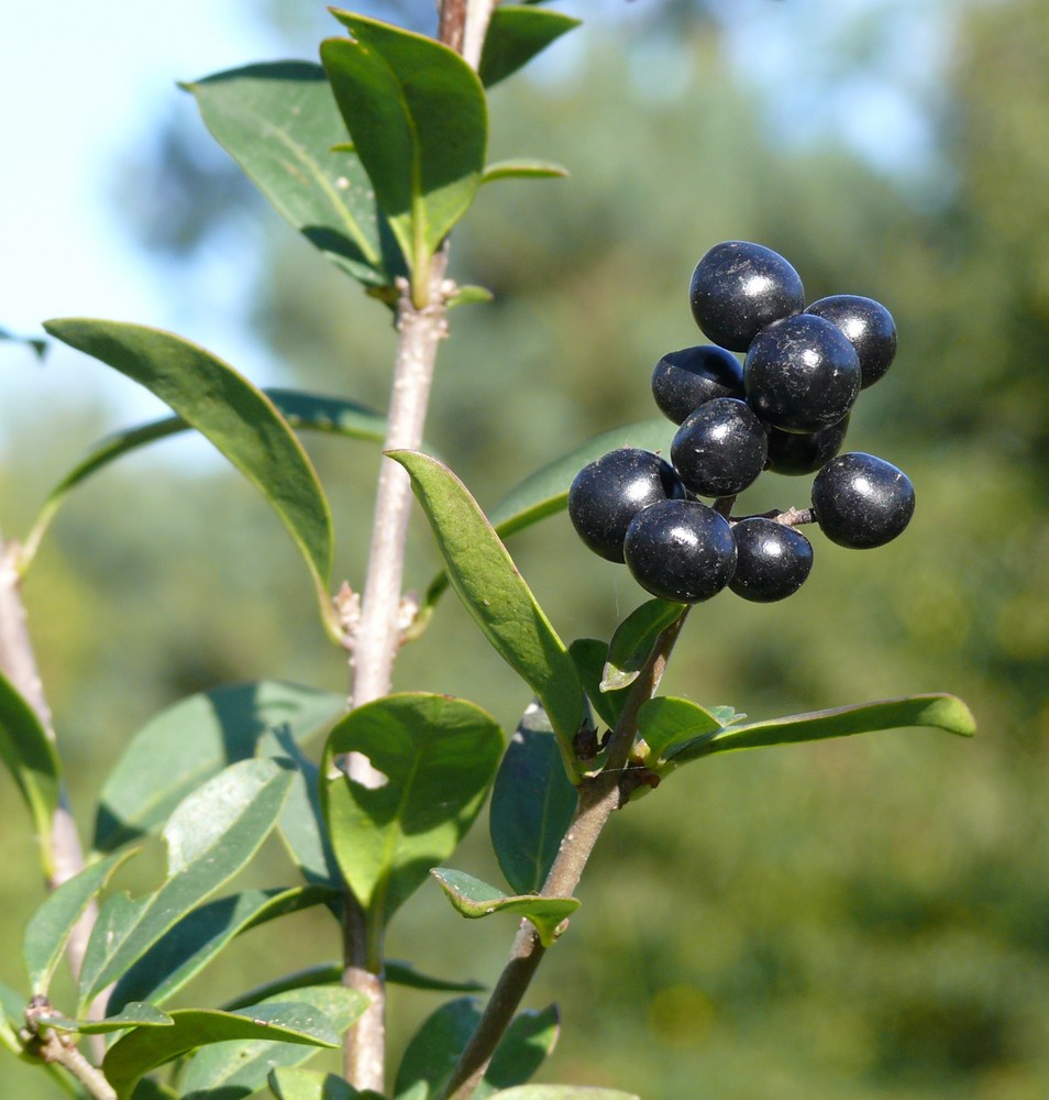 Schwarze Beeren Foto & Bild pflanzen, pilze & flechten, früchte und