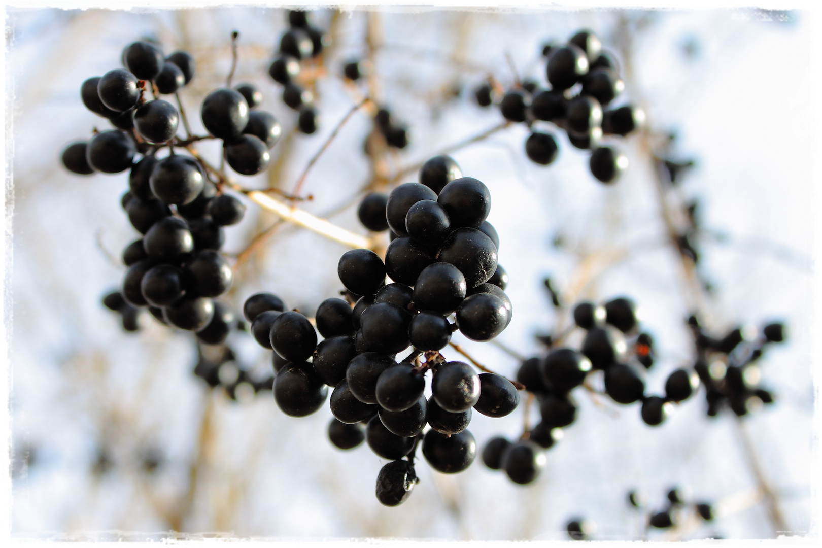 schwarze Beeren