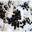 schwarze Beeren