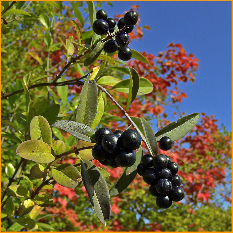 Schwarze Beeren Foto & Bild pflanzen, pilze & flechten, früchte und