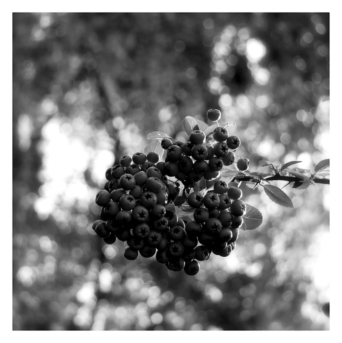 schwarze Beeren