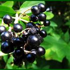 Schwarze Beeren