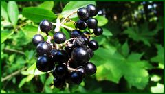 Schwarze Beeren