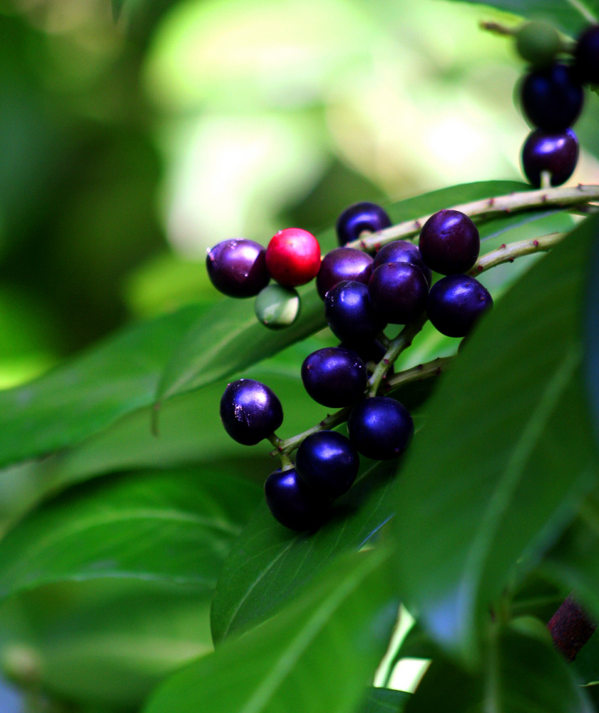 schwarze Beeren