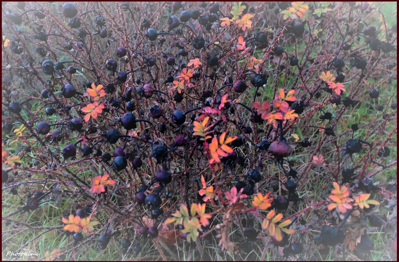 Schwarze Beeren