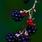 Schwarze Beeren