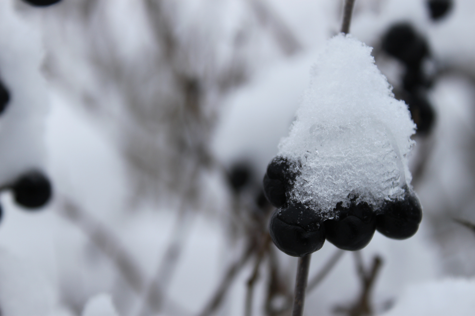 Schwarze Beeren mit Schneehaube