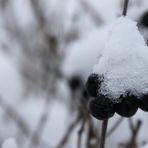 Schwarze Beeren mit Schneehaube